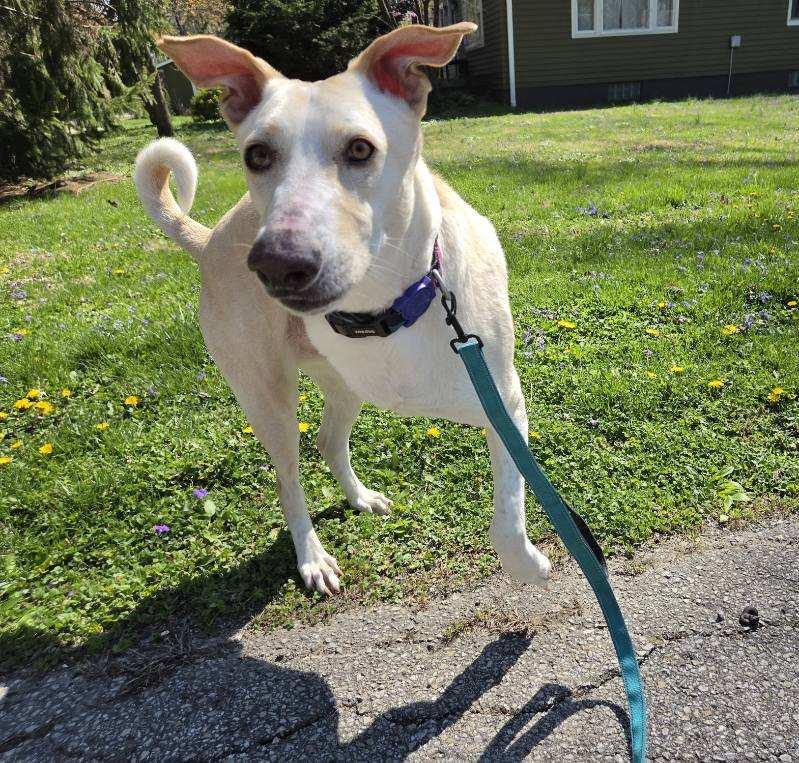 Enlarge Apollo, a Adoptable mixed breed in Williamsport, PA image 1/6