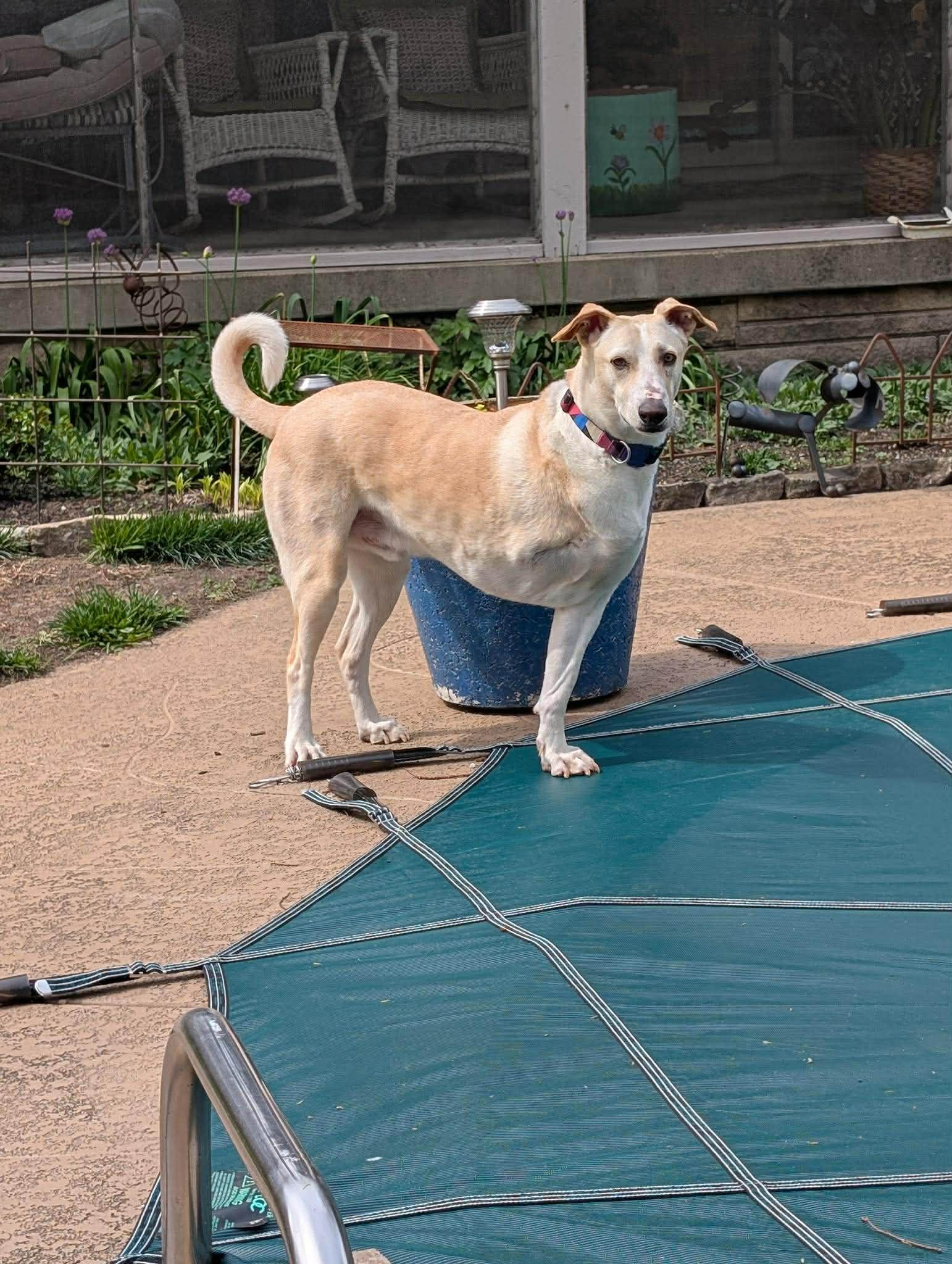 Enlarge Apollo, a Adoptable mixed breed in Williamsport, PA image 2/6
