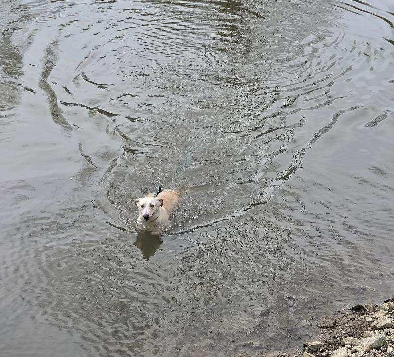 Enlarge Apollo, a Adoptable mixed breed in Williamsport, PA image 5/6