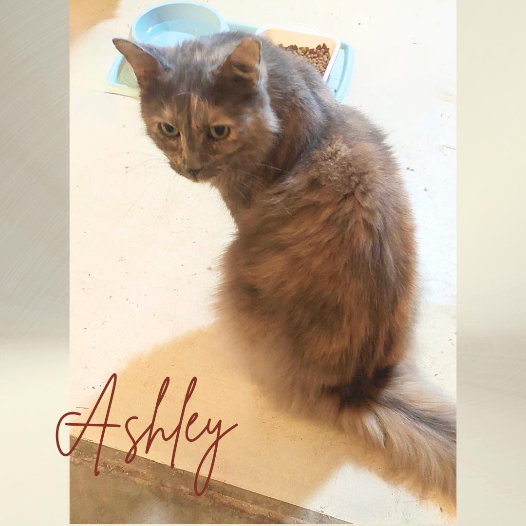 Ashley, a Adoptable mixed breed in Orange City, FL image 3/5