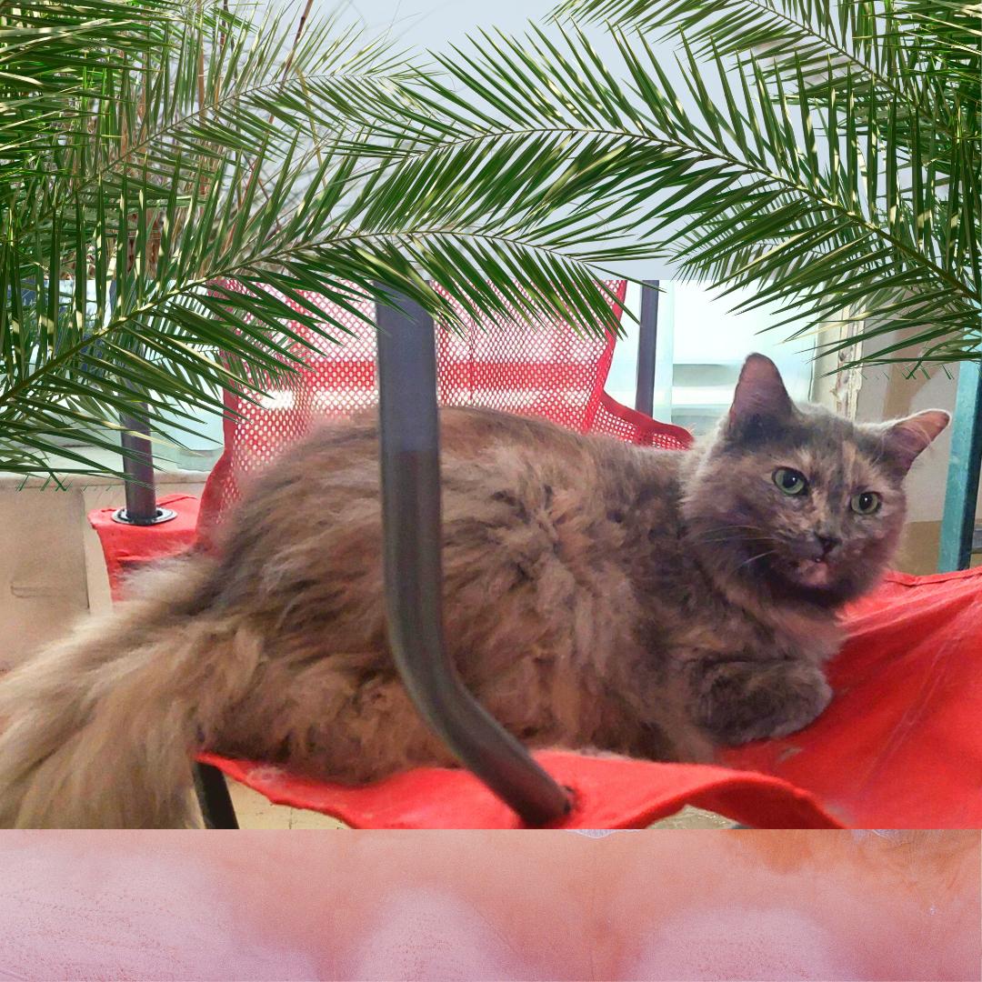 Ashley, Adoptable, Adult Female Dilute Tortoiseshell & Domestic Long Hair.