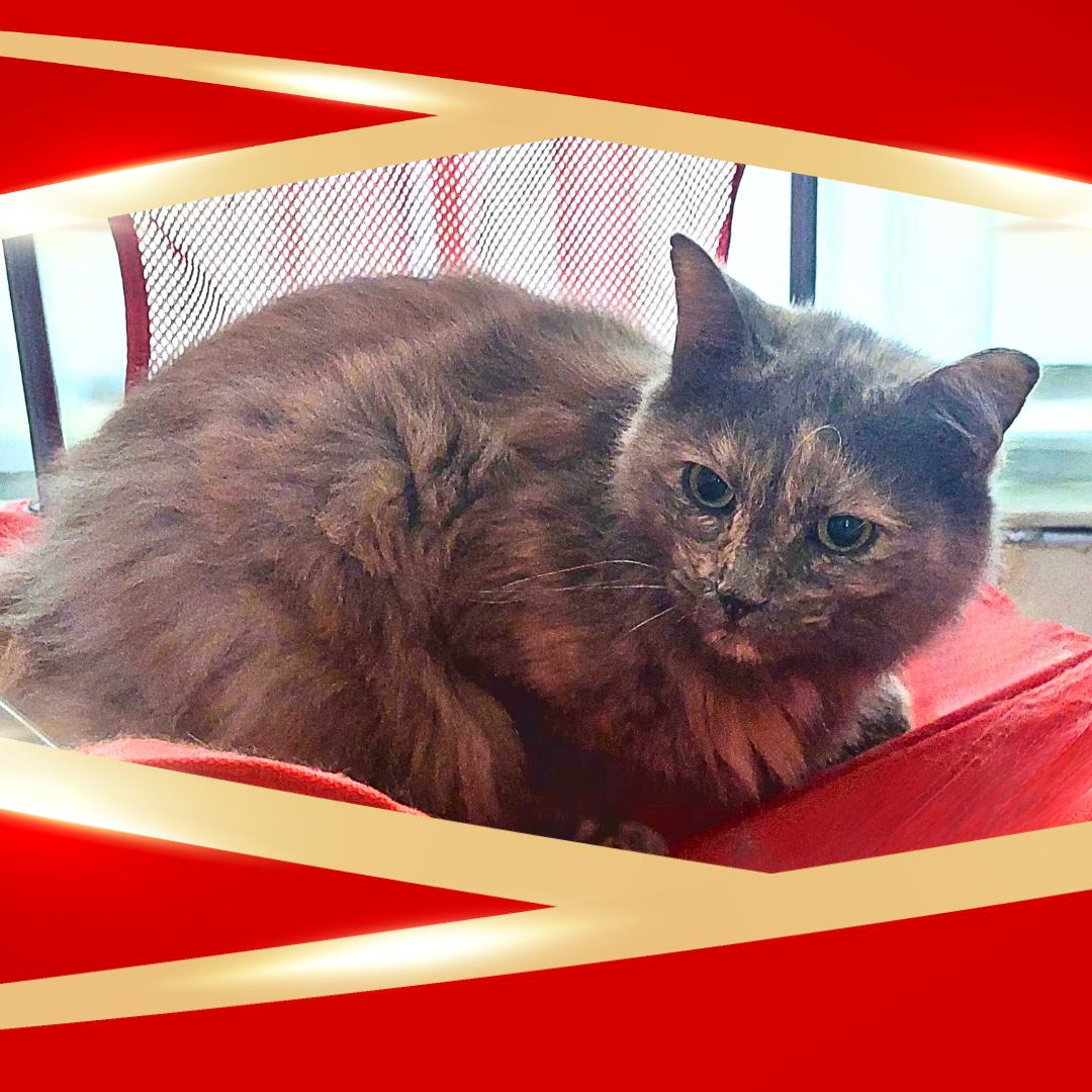 Ashley, a Adoptable mixed breed in Orange City, FL image 2/5