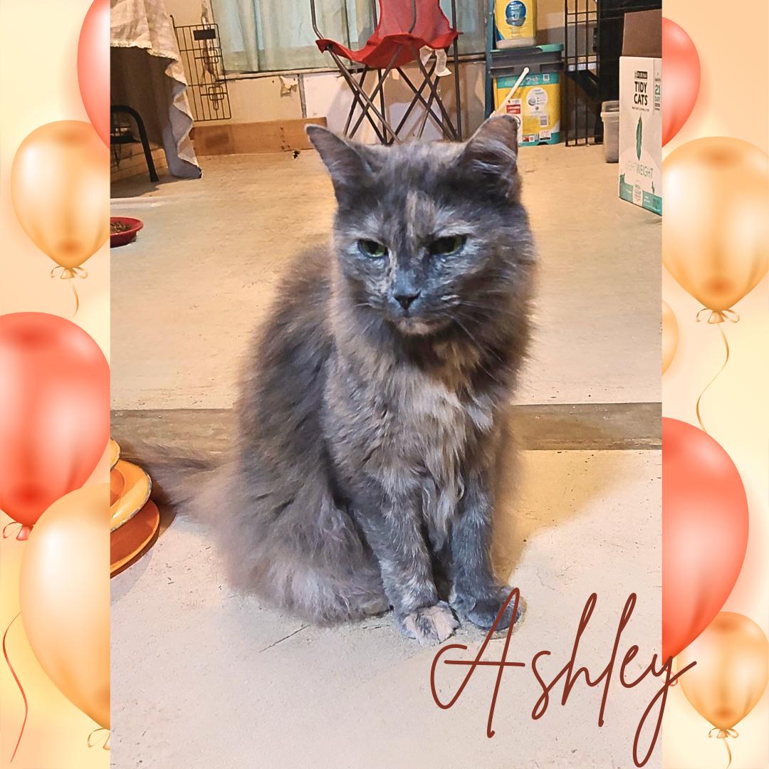 Ashley, a Adoptable mixed breed in Orange City, FL image 5/5