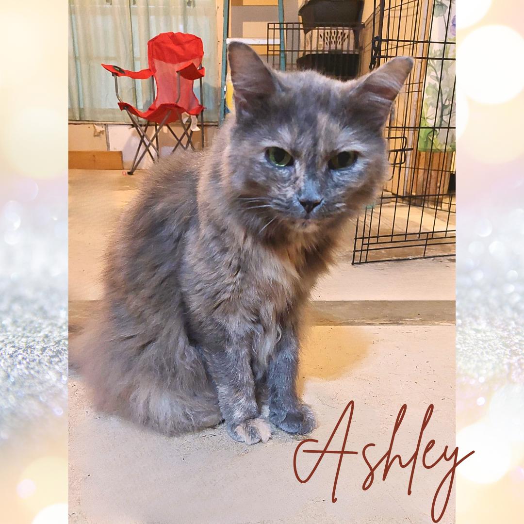 Ashley, a Adoptable mixed breed in Orange City, FL image 4/5