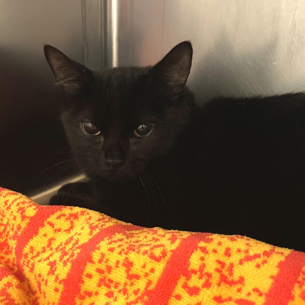 Quinn, Adoptable, Young Female Domestic Short Hair.