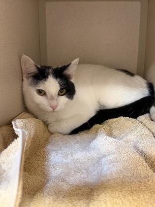 Scarlette, Adoptable, Adult Female Domestic Short Hair & Domestic Short Hair.