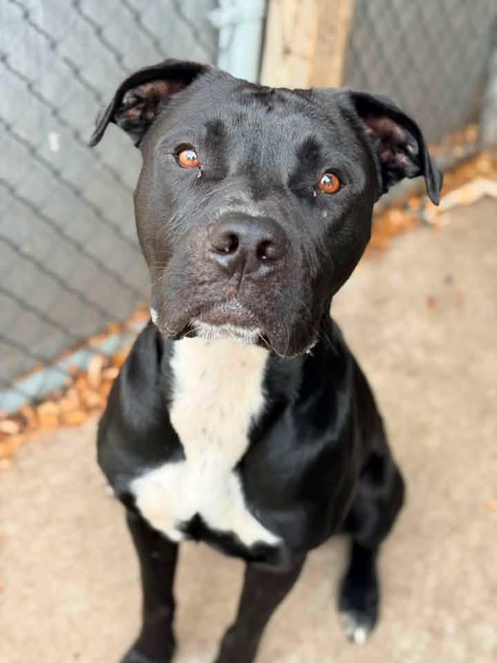 Clark Gable, a ADOPTABLE Pit Bull Terrier in Chicago, IL image 3/5