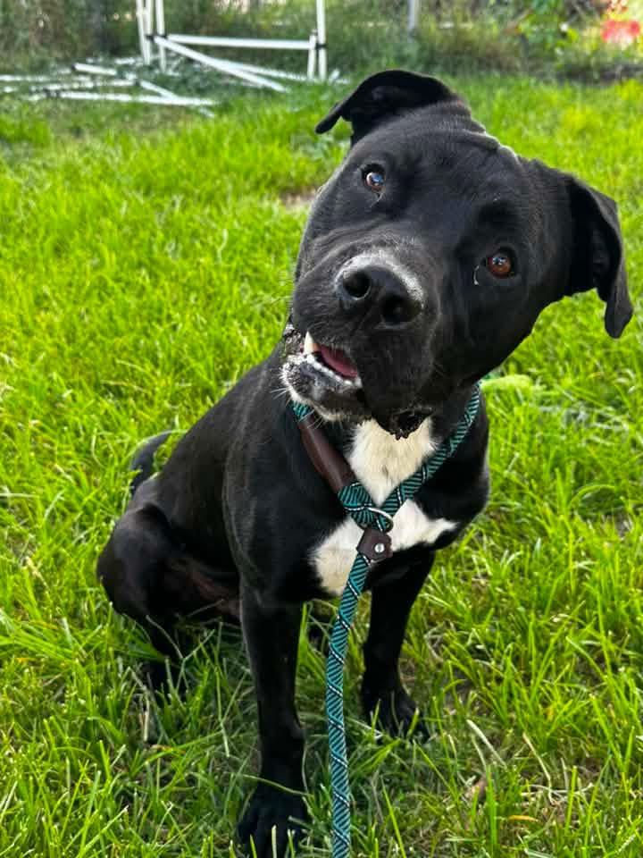 Clark Gable, ADOPTABLE, Adult Male Pit Bull Terrier.