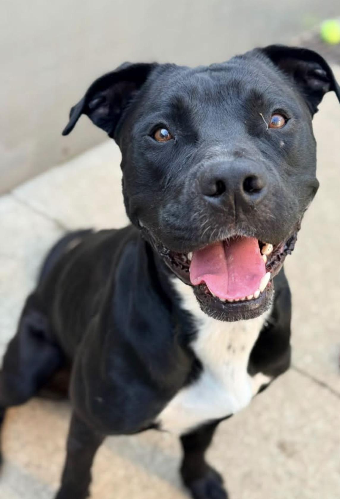 Clark Gable, a ADOPTABLE Pit Bull Terrier in Chicago, IL image 2/5