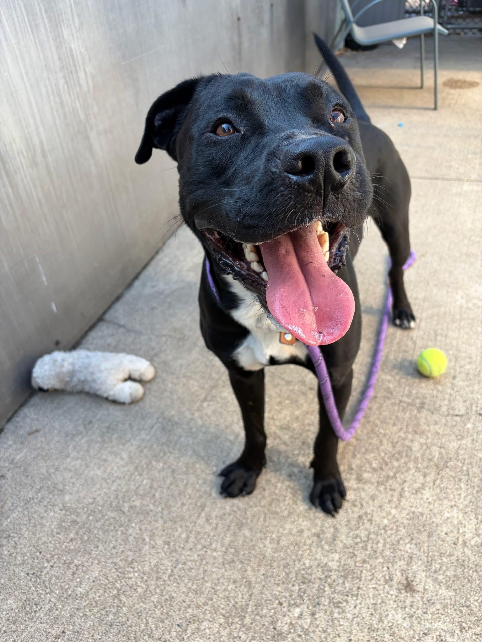 Clark Gable, a ADOPTABLE Pit Bull Terrier in Chicago, IL image 4/5