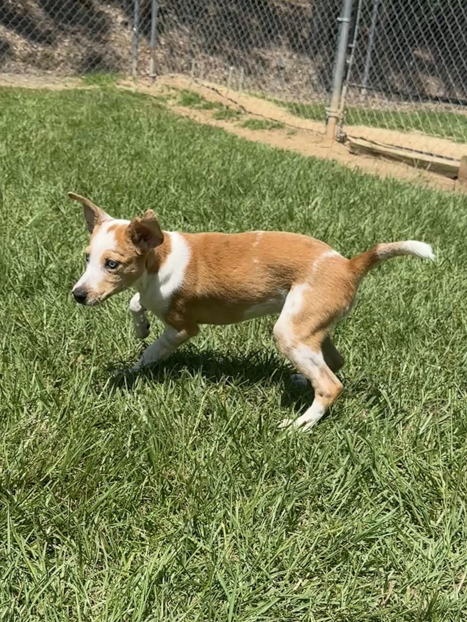 Enlarge Ranger, a Adopted Corgi in Eastman, GA image 1/2