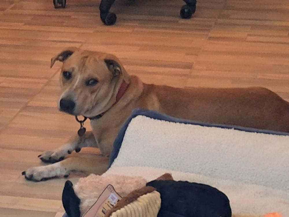 Canelo, Adoptable, Adult Male Mixed Breed.