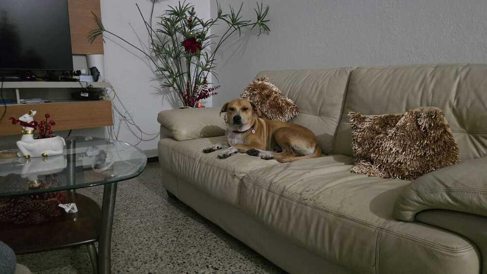Enlarge Canelo, a Adoptable mixed breed in Naranjito, PR image 2/2