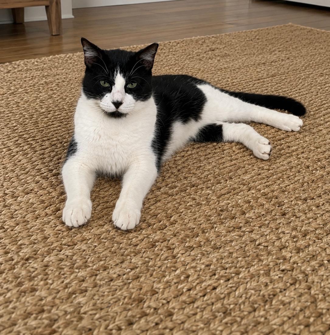 Enlarge Joey, a Adoptable Domestic Short Hair in Davie, FL image 1/1