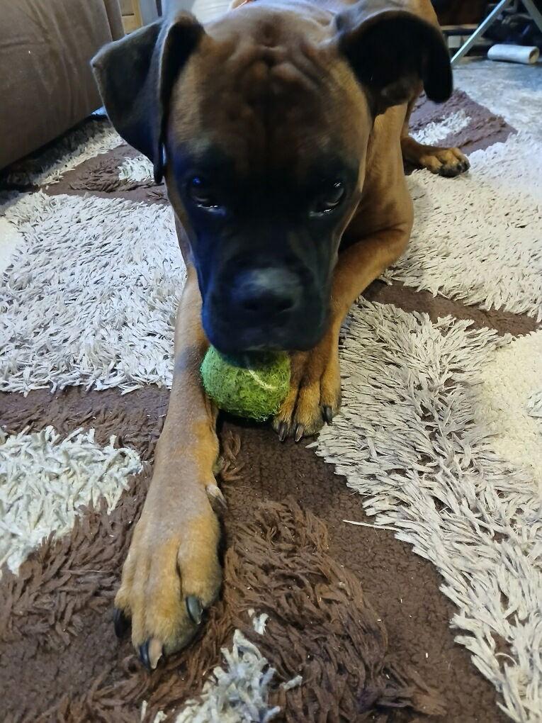 Enlarge Buddy, a Adoptable Boxer in Monticello, NY image 1/3