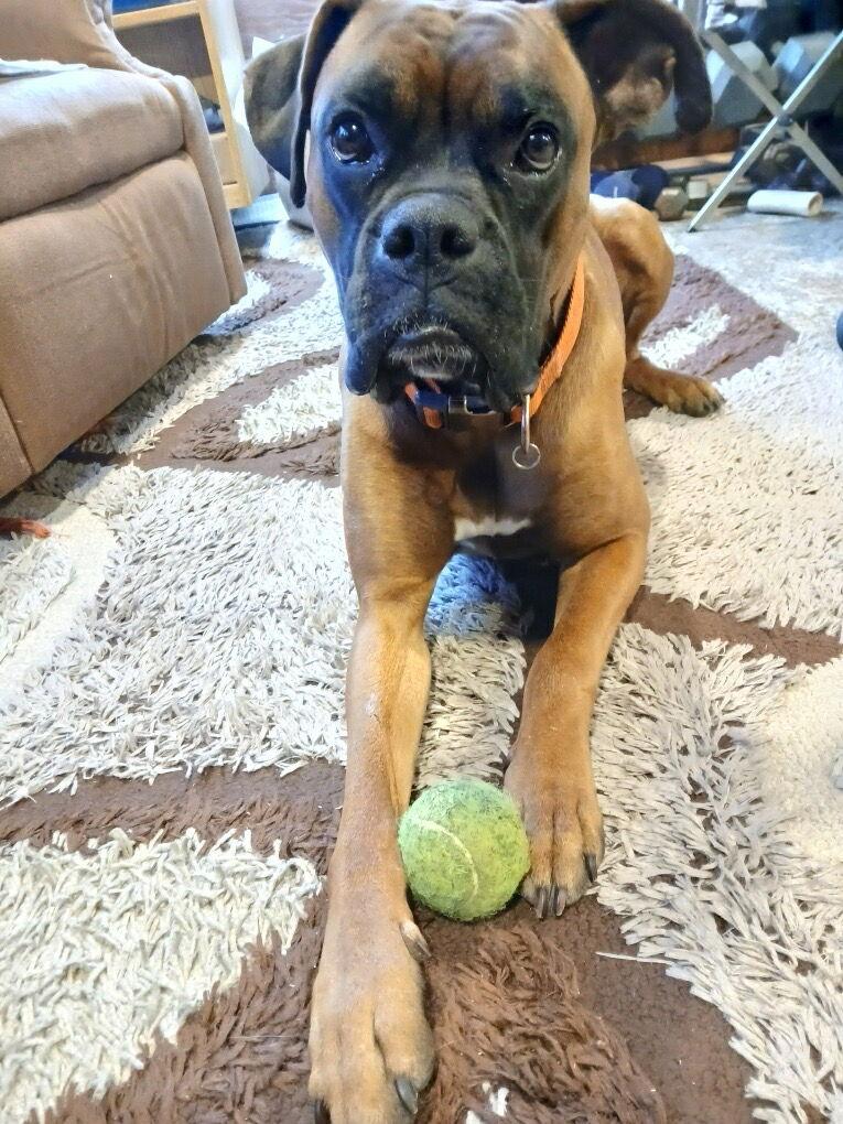 Enlarge Buddy, a Adoptable Boxer in Monticello, NY image 3/3