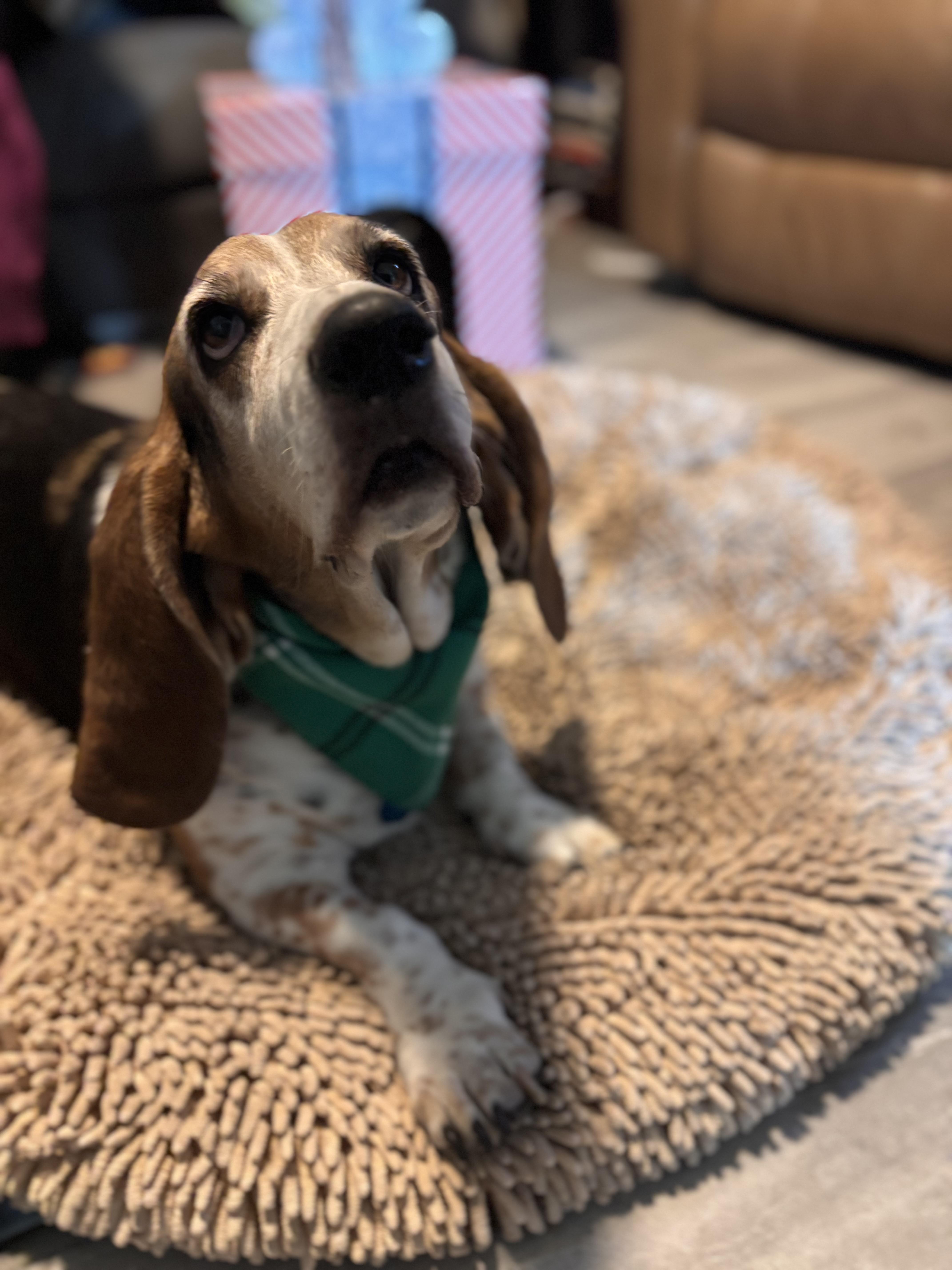 Bernie, a ADOPTABLE Basset Hound in Auburndale, FL image 1/2