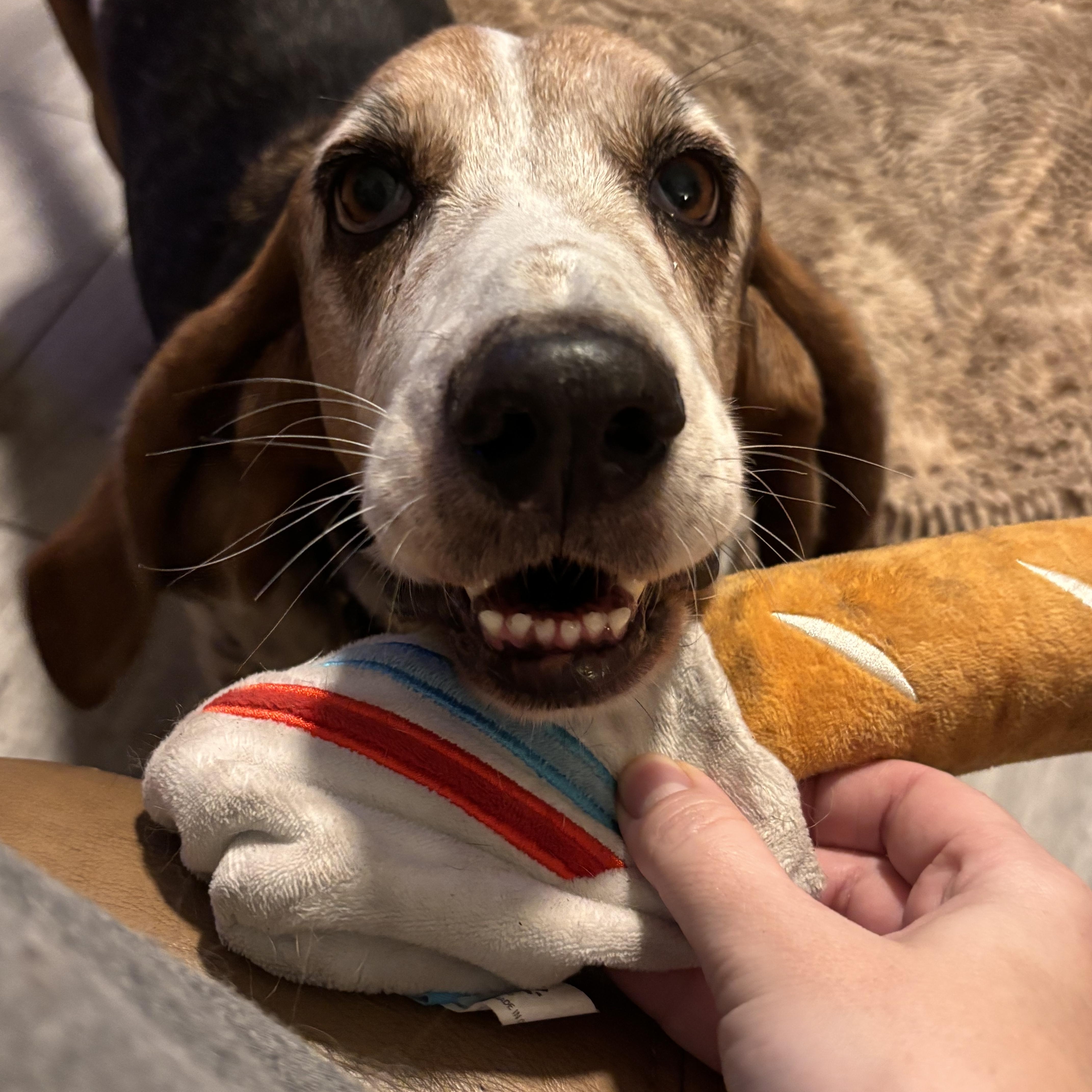 Bernie, a ADOPTABLE Basset Hound in Auburndale, FL image 2/2