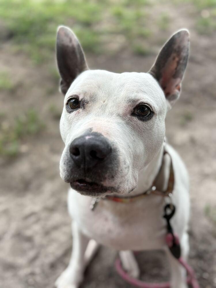Butters, Adoptable, Senior Male American Staffordshire Terrier.