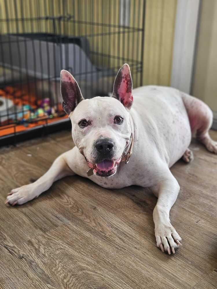 Enlarge Butters, a Adoptable mixed breed in Lakeland, FL image 2/6