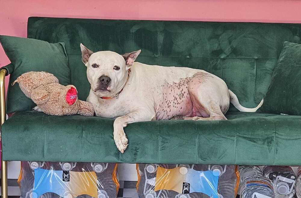Enlarge Butters, a Adoptable mixed breed in Lakeland, FL image 4/6