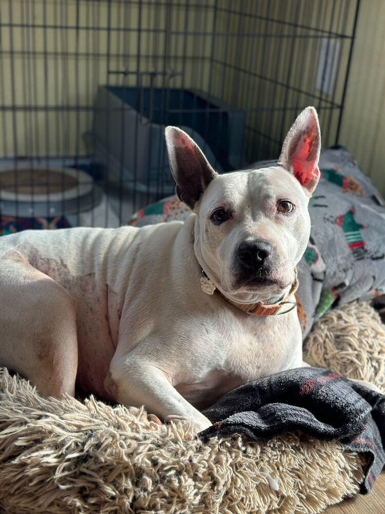 Enlarge Butters, a Adoptable mixed breed in Lakeland, FL image 5/6
