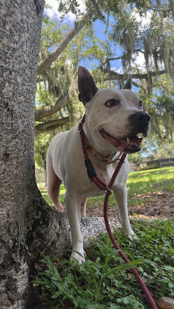 Enlarge Butters, a Adoptable mixed breed in Lakeland, FL image 6/6