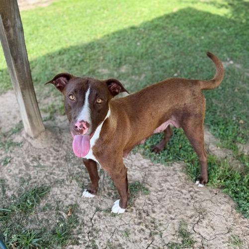Enlarge Heirloom, a Adoptable mixed breed in Carencro, LA image 1/5