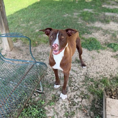 Enlarge Heirloom, a Adoptable mixed breed in Carencro, LA image 2/5