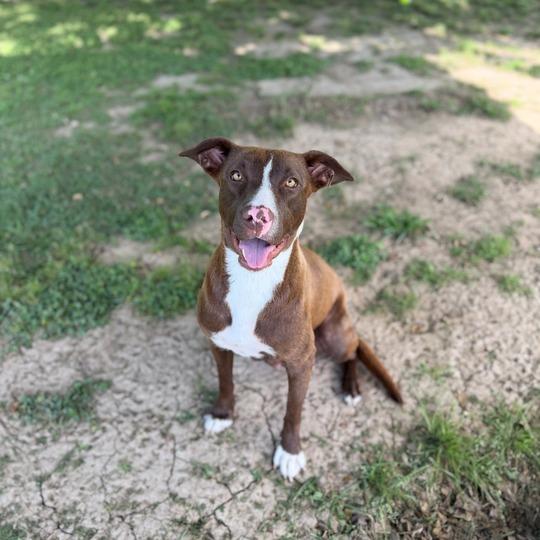 Enlarge Heirloom, a Adoptable mixed breed in Carencro, LA image 3/5