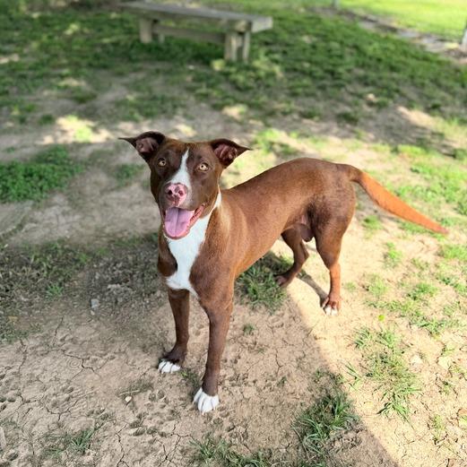 Enlarge Heirloom, a Adoptable mixed breed in Carencro, LA image 4/5
