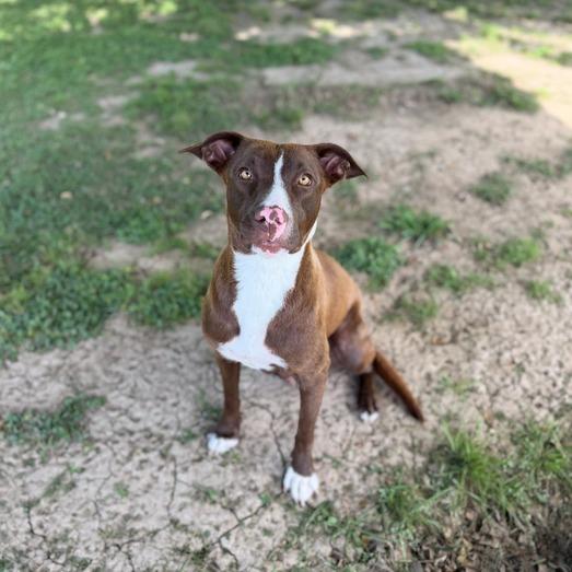 Enlarge Heirloom, a Adoptable mixed breed in Carencro, LA image 5/5
