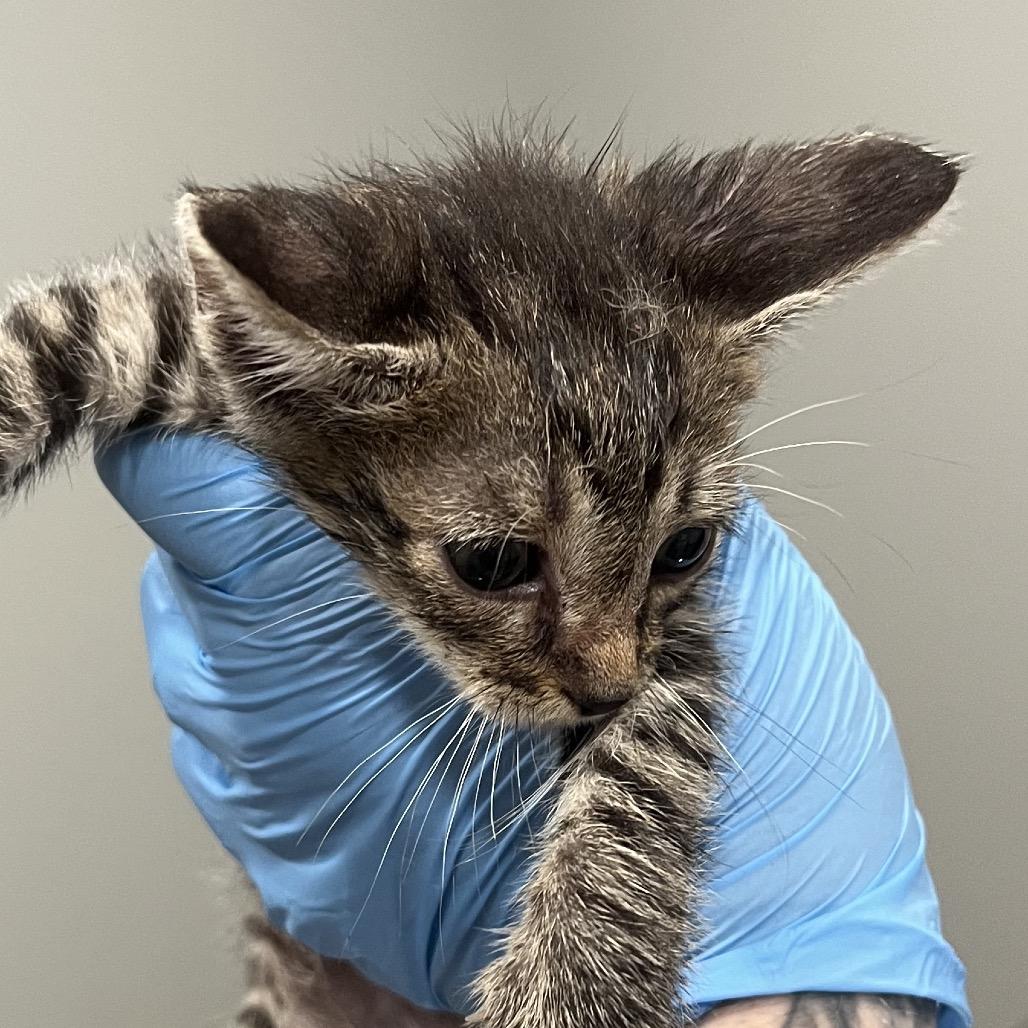 Edward, a Adoptable Domestic Short Hair in Richmond Hill, GA image 2/4