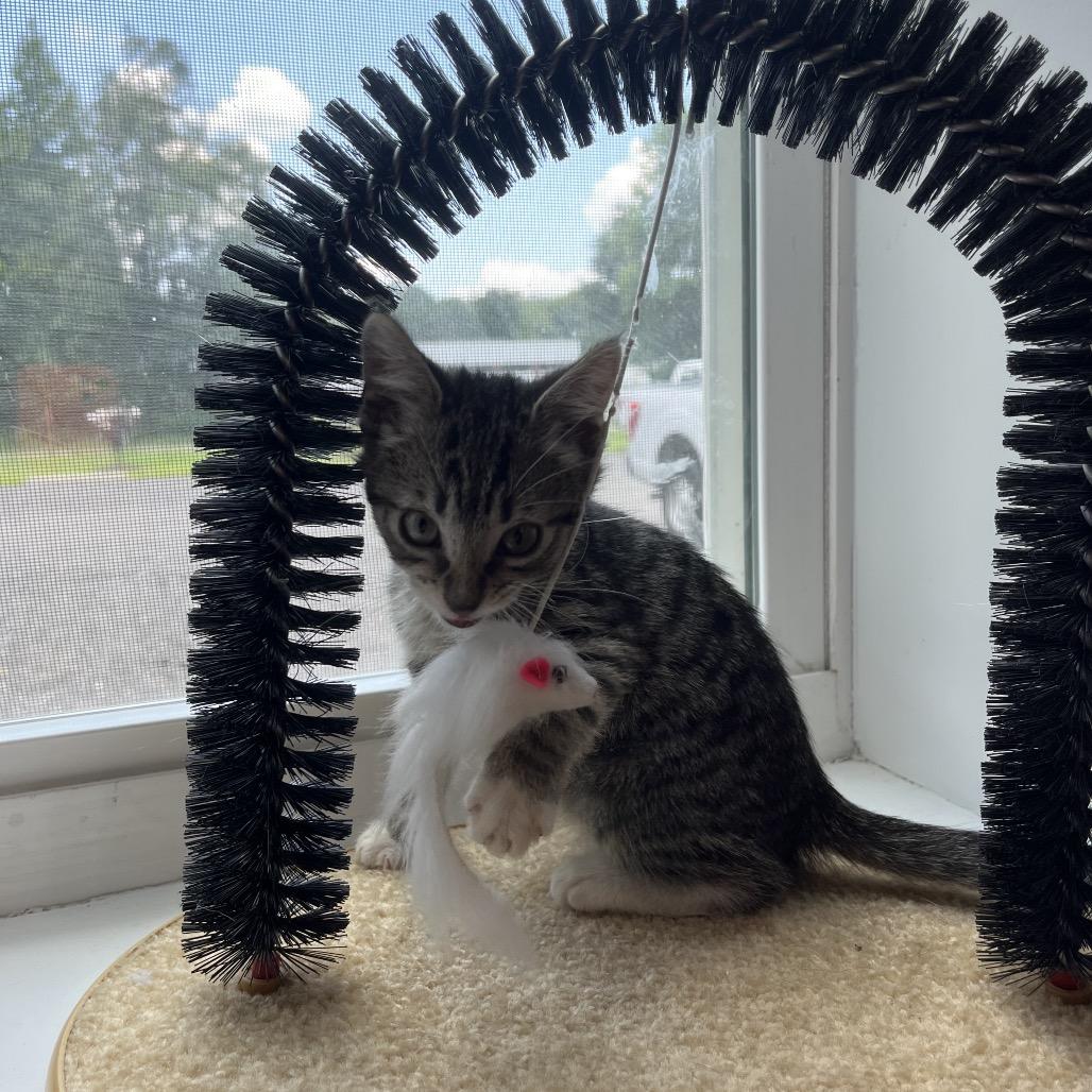 Edward, a Adoptable Domestic Short Hair in Richmond Hill, GA image 3/4