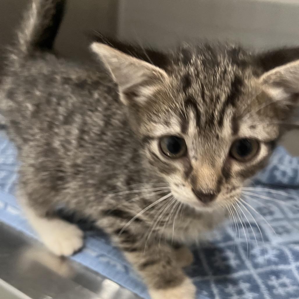 Edward, a Adoptable Domestic Short Hair in Richmond Hill, GA image 4/4