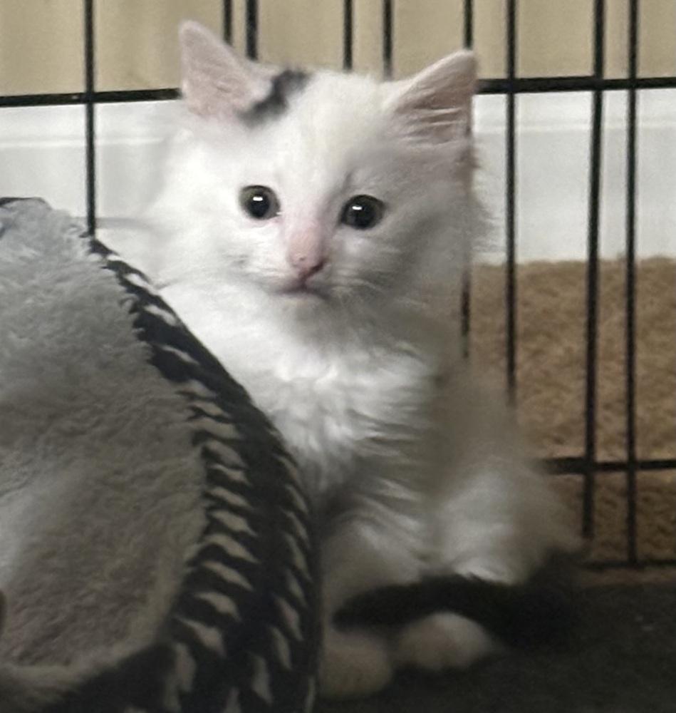 Sully, Adoptable, Kitten Male Domestic Medium Hair.