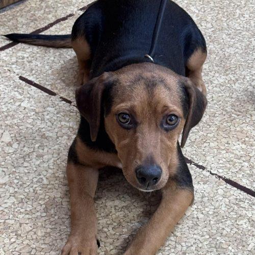 Tator, Adoptable, Puppy Male Beagle & Mixed Breed.