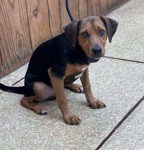 Tator, a Adoptable mixed breed in Kent, WA image 2/4