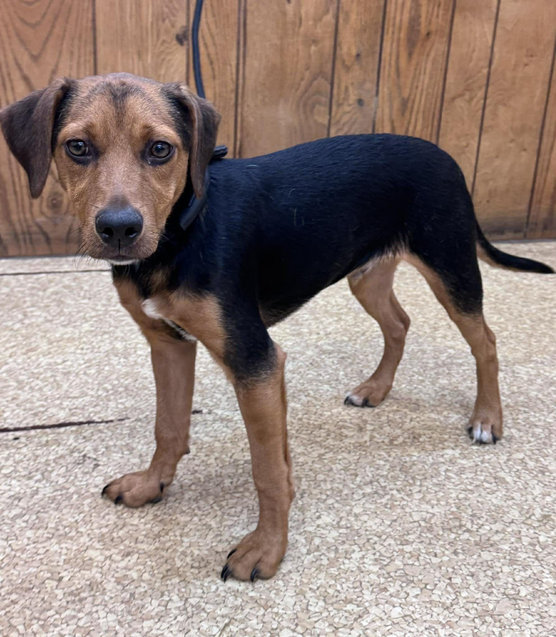 Tator, a Adoptable mixed breed in Kent, WA image 3/4