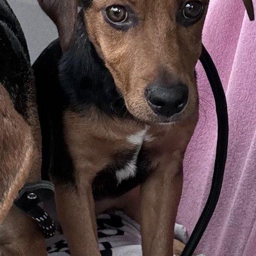 Tator, a Adoptable mixed breed in Kent, WA image 4/4