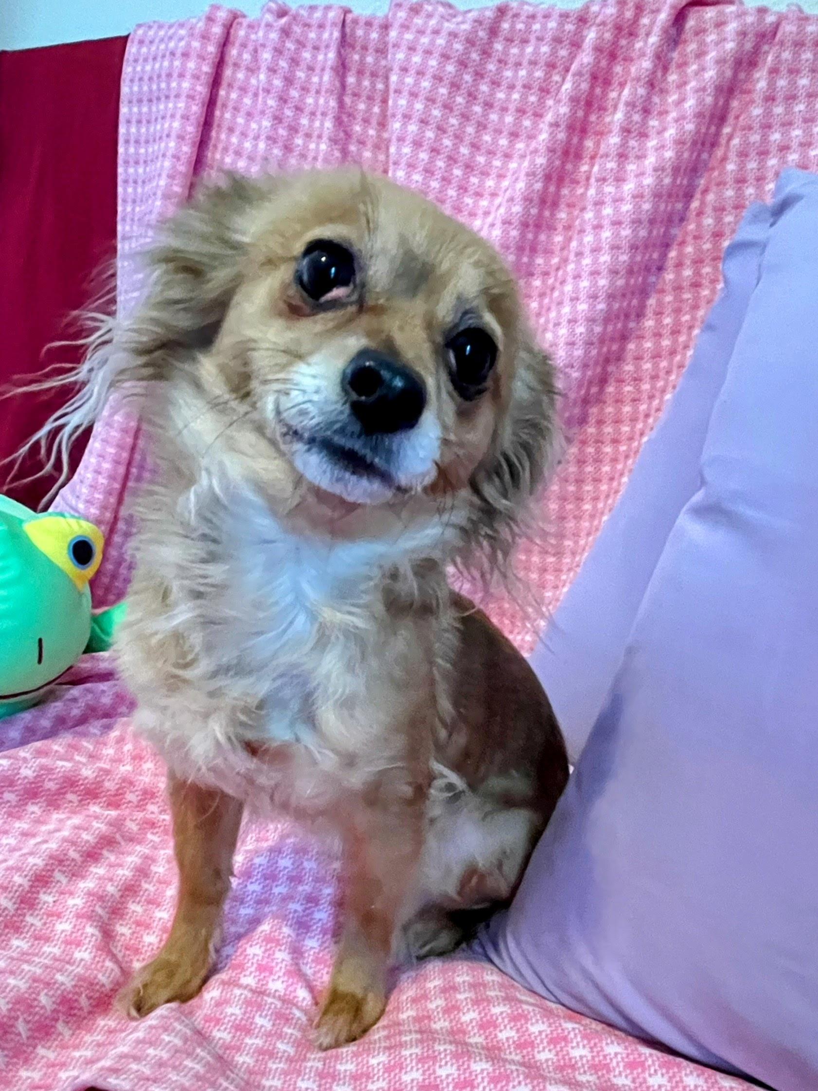 Enlarge Honee, a ADOPTABLE mixed breed in Sawyer, ND image 1/6