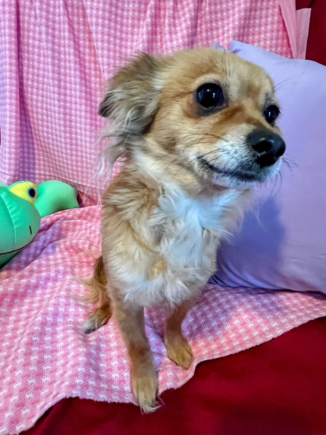 Enlarge Honee, a ADOPTABLE mixed breed in Sawyer, ND image 2/6