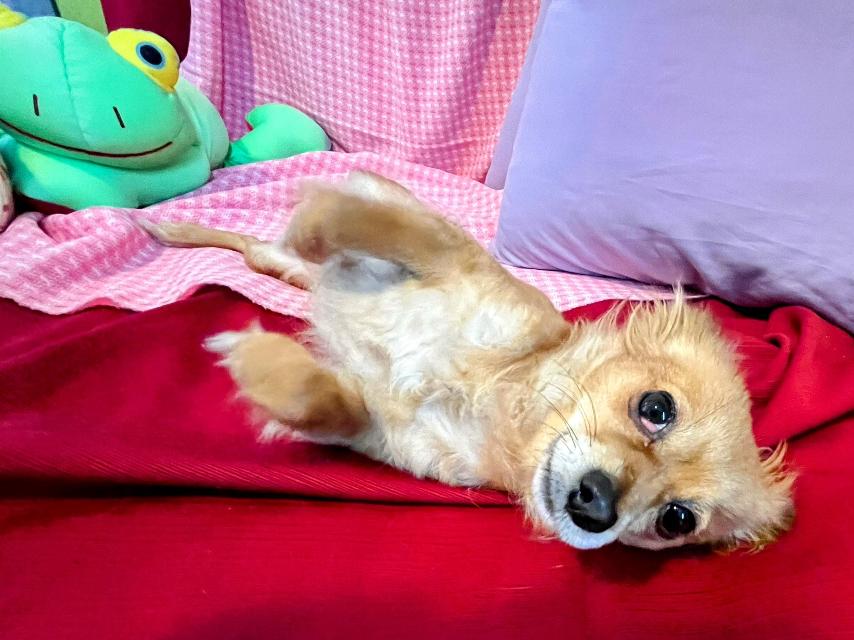 Enlarge Honee, a ADOPTABLE mixed breed in Sawyer, ND image 5/6