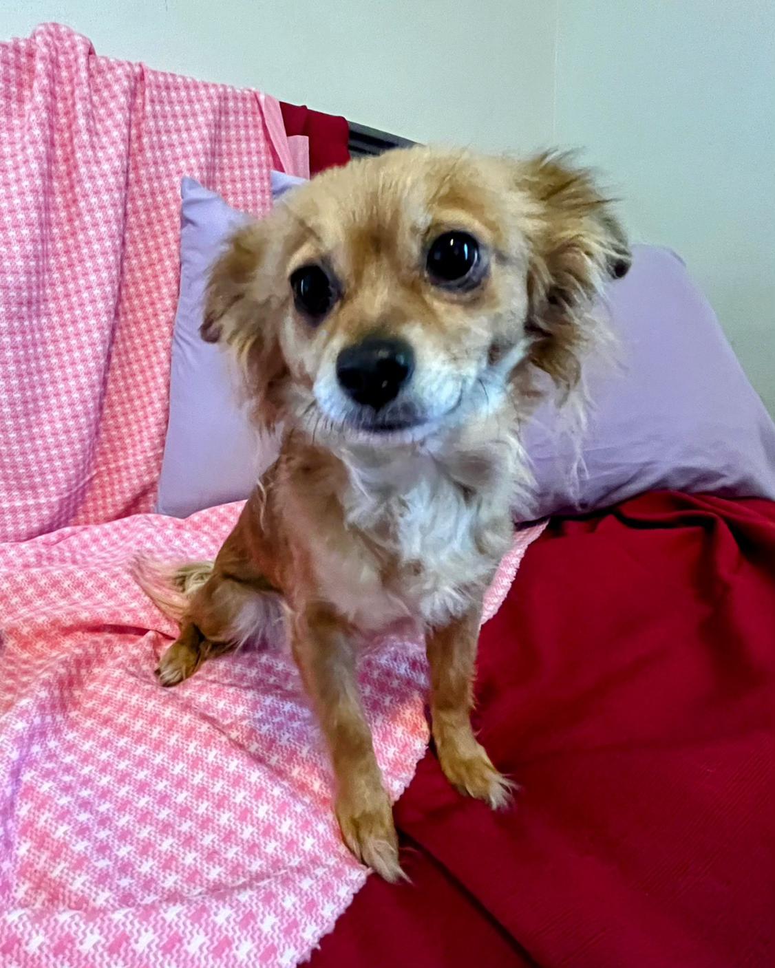 Enlarge Honee, a ADOPTABLE mixed breed in Sawyer, ND image 6/6