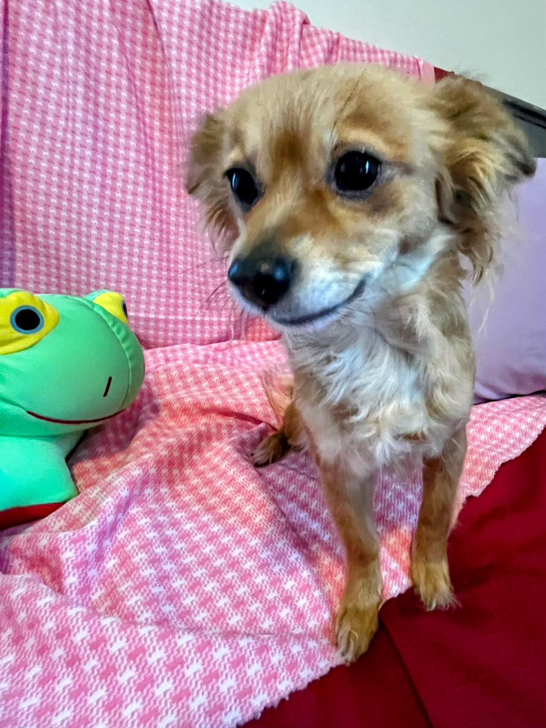 Enlarge Honee, a ADOPTABLE mixed breed in Sawyer, ND image 4/6