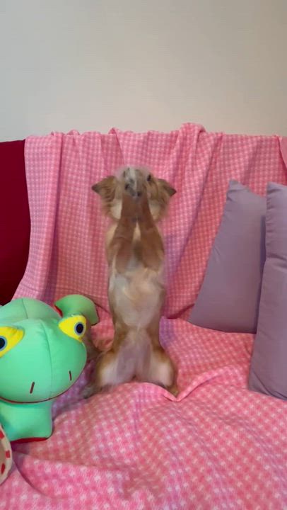 Enlarge Honee, a ADOPTABLE mixed breed in Sawyer, ND video 3/6