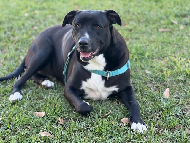 Enlarge Preacher, a ADOPTABLE mixed breed in Unionville, CT image 3/6