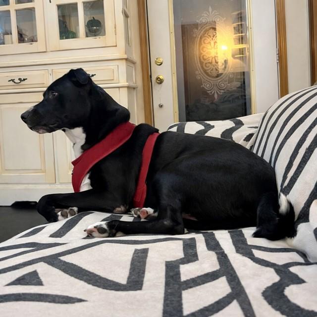 Enlarge Preacher, a ADOPTABLE mixed breed in Unionville, CT image 6/6