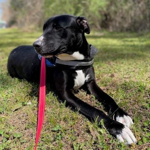 Enlarge Preacher, a ADOPTABLE mixed breed in Unionville, CT image 1/6
