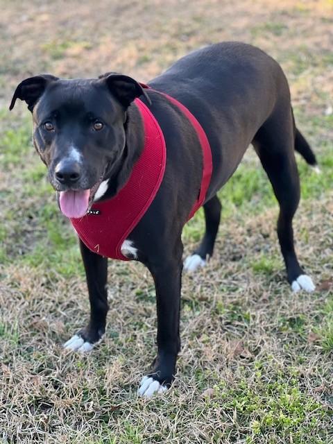 Enlarge Preacher, a ADOPTABLE mixed breed in Unionville, CT image 6/6